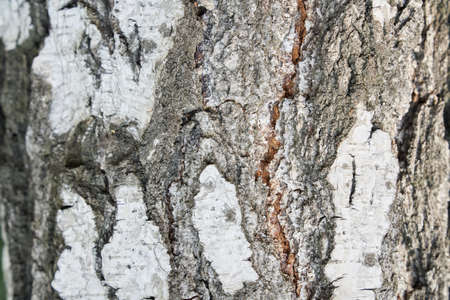The trunk of a birch tree. Black and white stripes and cracked natural texture of Russian birch bark. High quality photoの写真素材