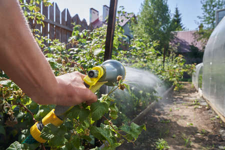 A mans hand spraying an aqueous solution on plants under pressure. Watering a raspberry bush in the garden. Gardening concept. High quality 4k footageの写真素材