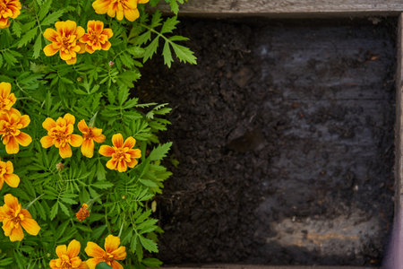 Marigolds close-up on the background of the earth.Orange marigold flowers preparation for...