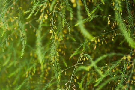 A plant with small green leaves of medicinal asparagus. The concept of growing vegetables in the backyard garden. High quality photoの写真素材
