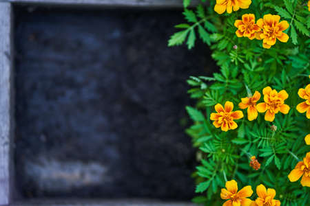 Marigolds close-up on the background of the earth.Orange marigold flowers preparation for transplanting to a flower bed. High quality photoの写真素材