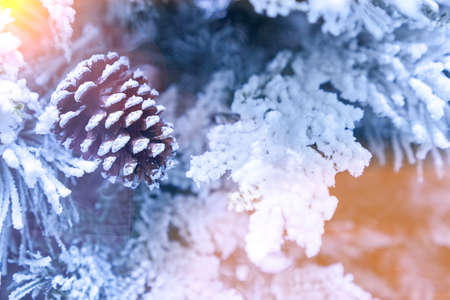 Snow-covered pine cone on a branch in the snow, Christmas decor with beautiful sun glare, copy space. High quality photoの写真素材