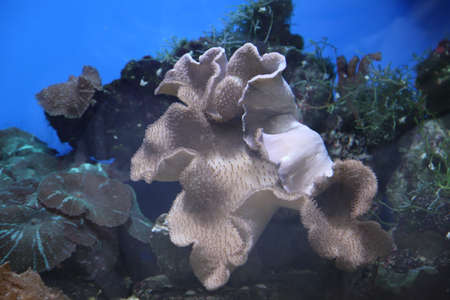 Hard and soft corals on the edge of an underwater cliff. Soft coral Sarcophyton sp. High quality...