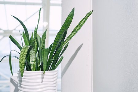 Indoor plant Sansevieria trifasciata in a white ceramic pot on the background of a window in a minimalist style close-up. With space to copy. High quality photoの写真素材