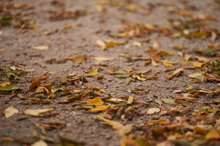 Autumn forest road landscape. View of the road with autumn leaves. Beautiful yellow leaves on the...