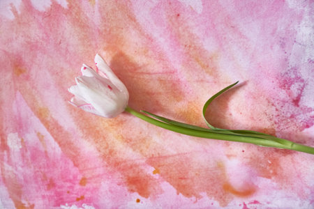 Floral watercolor drawing with a live tulip. Manual composition. Elegant spring white tulip with leaves. Botanical art, spring-summer seasonal drawing. High quality photoの写真素材