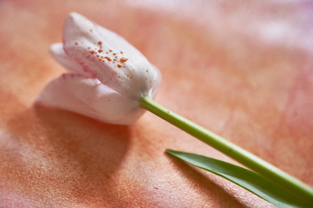 One white tulip with drops of paint lies on a paper painted with orange watercolor. An elegant tulip for your design. High quality photoの写真素材