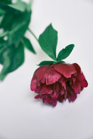 Close-up of one dark red peony flower, on a gray background. Red peony flower with green leaves. High quality photoの写真素材