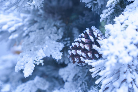 Frosty Fir Branches with a cone. Frosty outdoor scene. Snowy winter background. High quality photoの写真素材