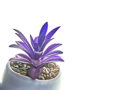 Close-up of a lilac succulent plant in a modern round planter, highlighted on a white background.A fashionable houseplant with sandstones. High quality photoの写真素材