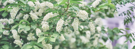 Banner of a blooming branch of a white bird cherry. Bright spring flowers. Trees in flowers....