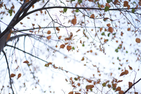 Unfocused natural background of the autumn forest in close-up, through the branches of a lime tree. Beautiful close-up of falling autumn leaves with the ability to copy. High quality photoの写真素材