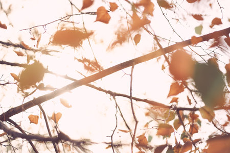 Unfocused natural background of the autumn forest in close-up, through the branches of a lime tree....