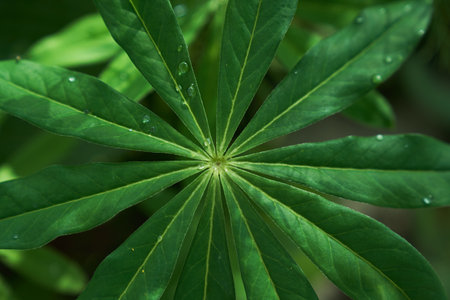 Lupin leaves, close-up, water droplets in sunlight, green natural background with copy space. High quality photoの写真素材