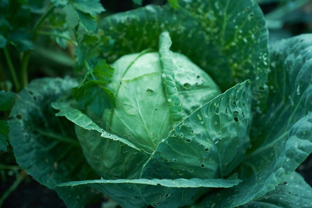 A biennial plant of the genus Cabbage of the Cabbage family, Cruciferous, an agricultural crop with copy space. Gardening, natural vegetables. High quality photoの写真素材