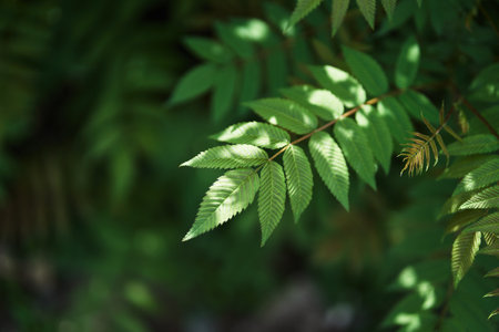 Sorbaria sorbifolia, the leaves of shrub. Green background, the plant in the nature with copy space....