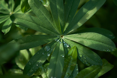 Lupin leaves, close-up, water droplets in sunlight, green natural background with copy space. High quality photoの写真素材