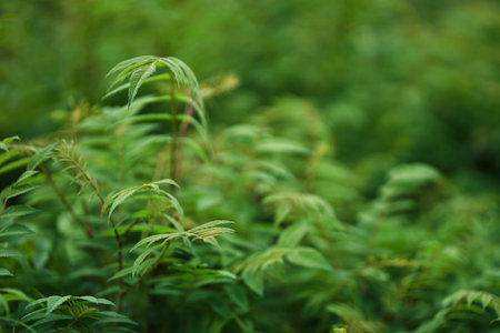 Sorbaria sorbifolia, the leaves of shrub. Green background, the plant in the nature with copy space....