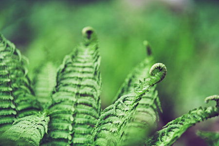 Close-up of green fern leaves against a forest background. Dense green vegetation. With space to...