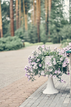 Pink petunia flowers in a decorative flower pot close-up, against a background of blurred paving slabs and forests with space to copy. High quality photoの写真素材