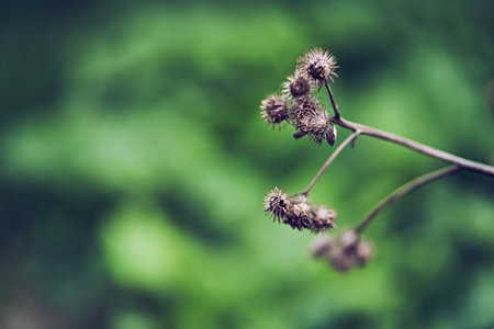 A prickly burdock flower, against the background of a blurred herb garden. Flowering medicinal plant burdock, prickly burdock. High quality photoの写真素材