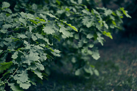 Green oak leaves close-up with sunlight. Copy space for your text. High quality photoの写真素材