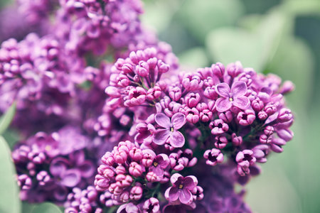 Ready-made design with lilac flowers, with space to copy. The layout of a decorative greeting card...