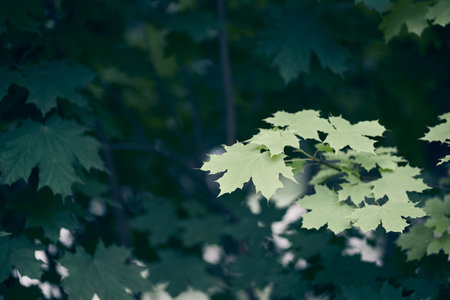 Green Maple tree leaves with copy space. Natural background. High quality photo
