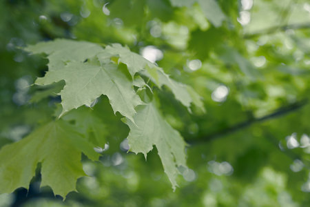 Close up of green Maple tree leaves with copy space. Natural background. High quality photo
