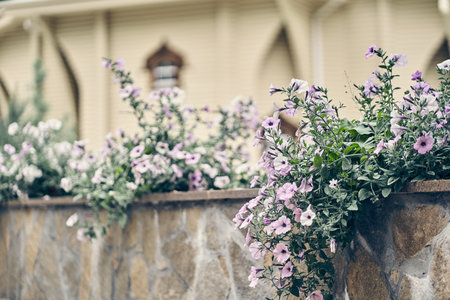 Pink petunia flowers in a decorative flower bed, flower wallpaper background with blooming petunias. High quality photoの写真素材