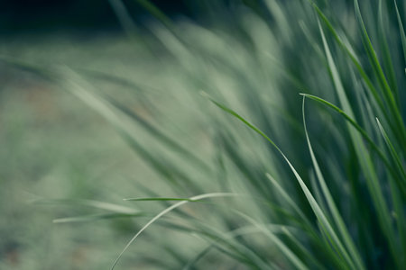 Nature of green grass in the garden in summer. Natural green leaves of the plant used as a spring...