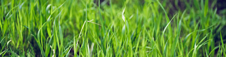 Banner. Abstract background of green grass with bokeh effect. Spring background concept. With space...
