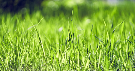 Background of green fresh grass with bokeh effect, selective focus, small size with space to copy....