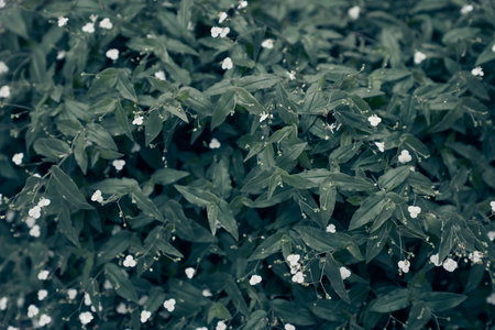 Abstract green background, blooming white small flowers in green leaves. With space to copy. High quality photoの写真素材