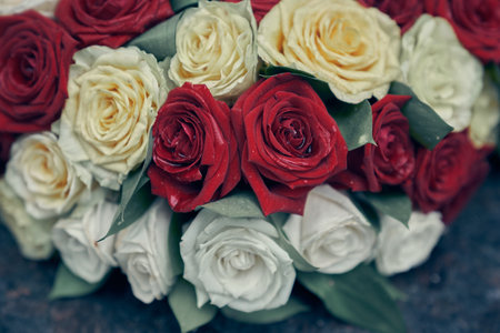 Close-up of beautiful rose buds in a row with space to copy. Background of white and red roses. High quality photoの写真素材