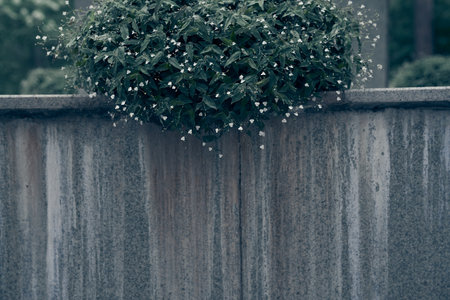 A green spherical plant in close-up above a stone wall with space to copy. Flowering of white small flowers in a flower bed. High quality photoの写真素材