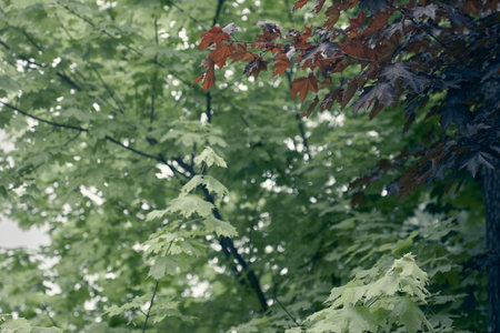 The nature of maple red and green trees in the park in summer. Natural green and red leaves of plants used as a spring background. Eco-friendly environment. High quality photoの写真素材