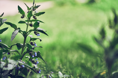 There is a wild flower on a green blurred background. Close-up of the flowers of the blue comfrey (known as Symphytum caucasicum, benwell, Caucasian comfrey). High quality photoの写真素材