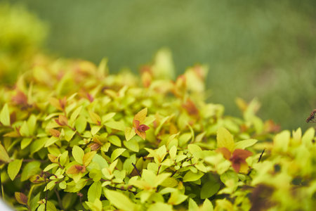 Small leaves of Japanese spirea shrub on a blurry background. An ornamental plant in the garden, against a background of small green leaves. Organic natural background. High quality photoの写真素材