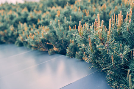 Mountain pine Pumilio close-up. Pine blossom. Background with green pine. Topographical design with selective focus and a space to copy. High quality photoの写真素材