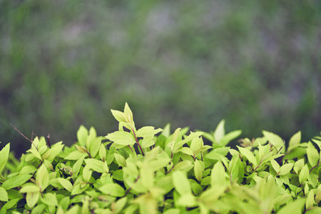Background of Japanese spirea leaves. An ornamental plant in the garden. Eco-wall. Textured background of small green leaves on a blurry background. Clean environment. High quality photoの写真素材