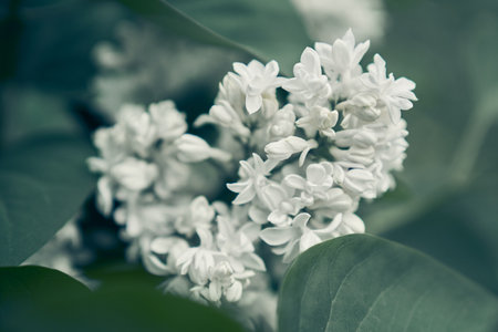 White Lilac shrub flowers blooming in spring garden. Common lilac Syringa vulgaris bush. Close-up with soft focus of a branch on a lilac tree. High quality photoの写真素材