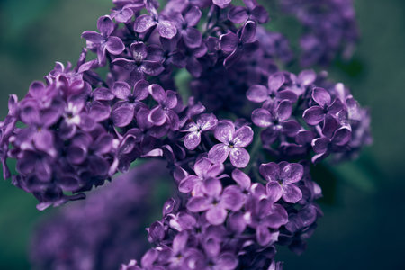 Bright lilac flowers, blooming flowers and buds close-up, delicate lilac, artistically beautiful bokeh, lilac flowers close-up,. High quality photoの写真素材