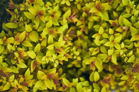 Light green background of Japanese spirea shrub leaves. Textured background of small green leaves with a beautiful pattern. An ornamental plant in the garden. High quality photoの写真素材