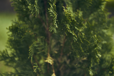 A twig of an evergreen coniferous thuja tree. Chinese thuja. Coniferous cedar, green texture of thuja, fresh green leaves, branches of thuja on a green background. High quality photoの写真素材