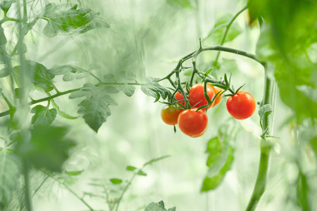 A fresh bunch of partially red natural tomatoes on a branch in the greenhouse. Selective focus on cherry tomatoes growing in a greenhouse. Blurred background and a place to copy. High quality photoの写真素材