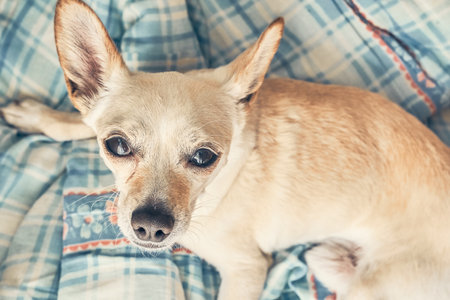 Close-up of the dogs muzzle on the bed, looking directly into the camera. View from above. A tired Chihuahua is lying on the couch. High quality photoの写真素材