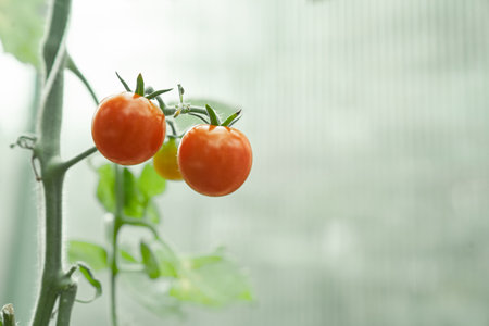 Ripe cherry tomatoes on a branch in the greenhouse. Blurred background with space to copy. High quality photoの写真素材