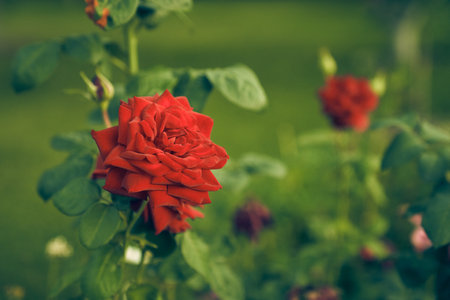 Red rose and rosebuds in the garden, close-up, selective focus. A rose blooms on a green background. Summer flower. Natural background. High quality photoの写真素材