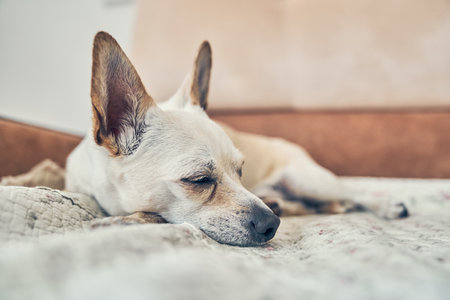 The oldest old chihuahua dog is lying on the bed resting, napping. Close-up of a light dog sleeping. High quality photoの写真素材